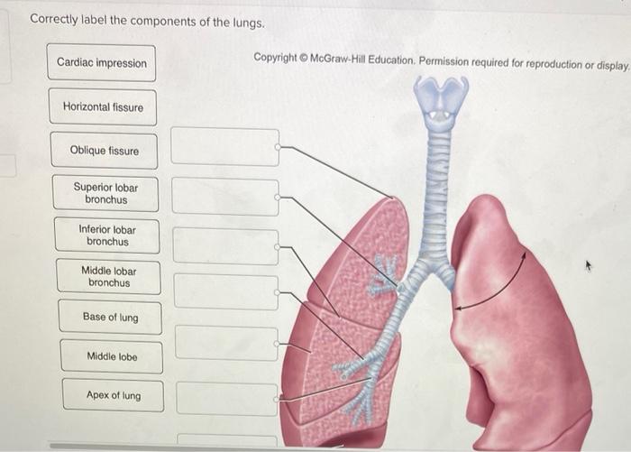 Correctly components label adjust problems points award lungs pdf