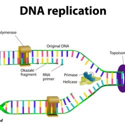 Dna structure worksheet answers pdf