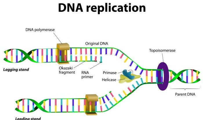 Dna structure worksheet answers pdf