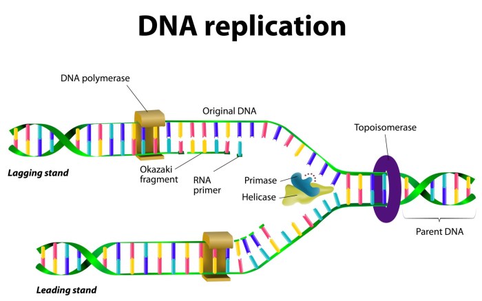 Dna structure worksheet answers pdf