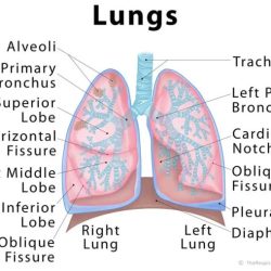 Lung diagram