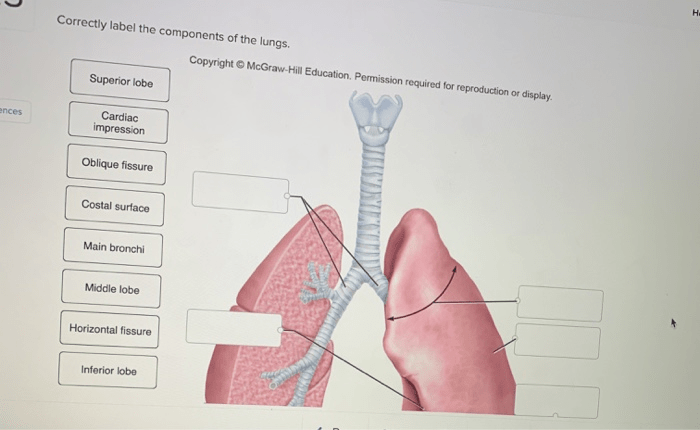 Correctly label the components of the lungs.