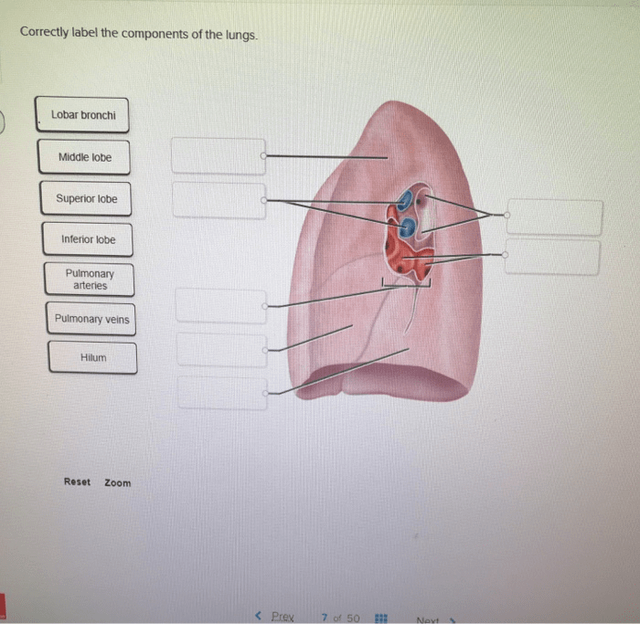 Correctly label the components of the lungs.