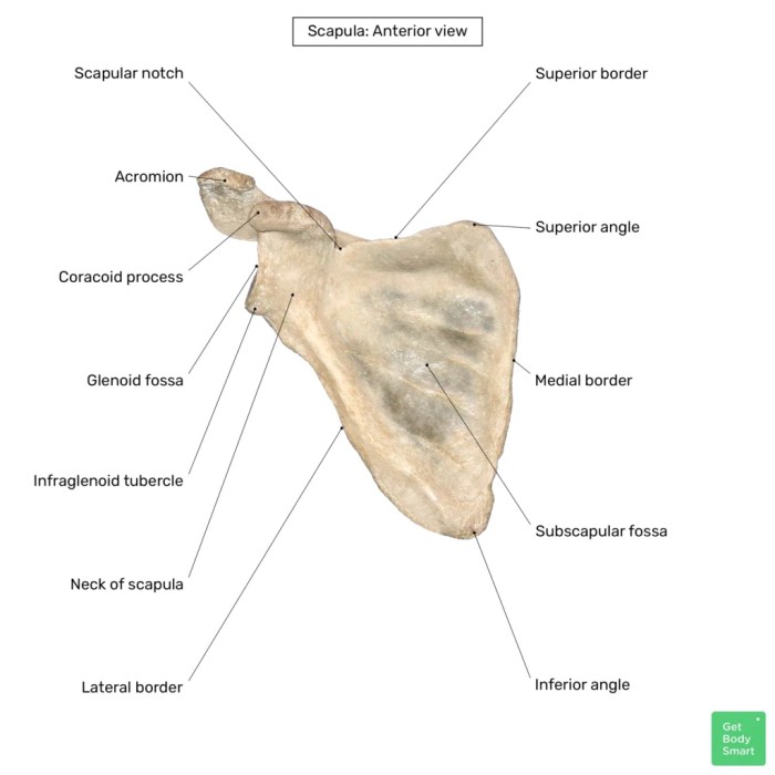 Correctly label the anatomical features of the scapula