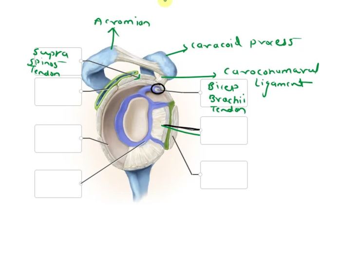 Correctly label the anatomical features of the scapula