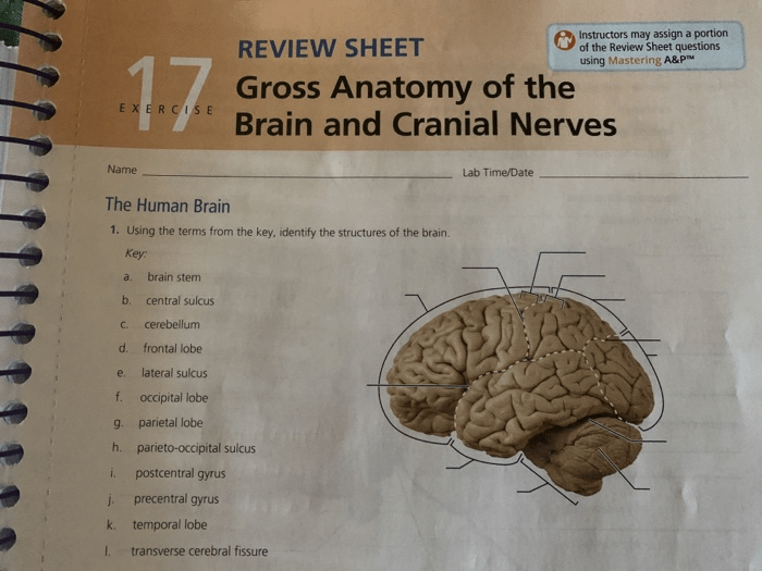 Exercise 14 gross anatomy of the brain and cranial nerves