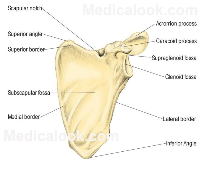 Correctly label the anatomical features of the scapula