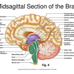 Exercise 14 gross anatomy of the brain and cranial nerves